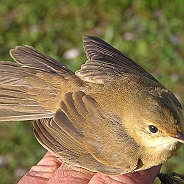 Marsh Warbler